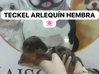 Teckel perros CAMADA DE PRECIOSAS TECKEL ARLEQUIN - Anuncio 1