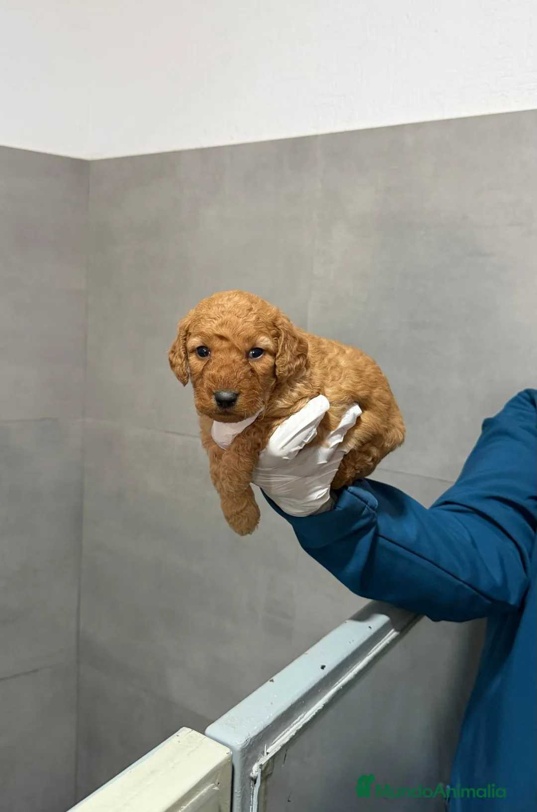 Goldendoodle perros en venta: GOLDENDOODLE - CAMADA RESERVAR - Anuncio 4