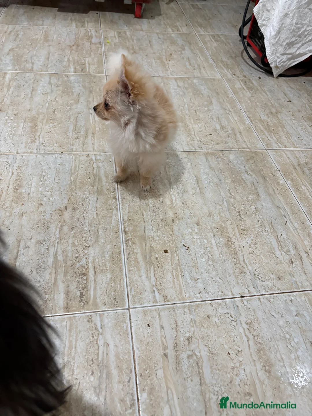 Pomerania perros en venta: Pomerania micro Toy 7 meses 790gramos  - Anuncio 8