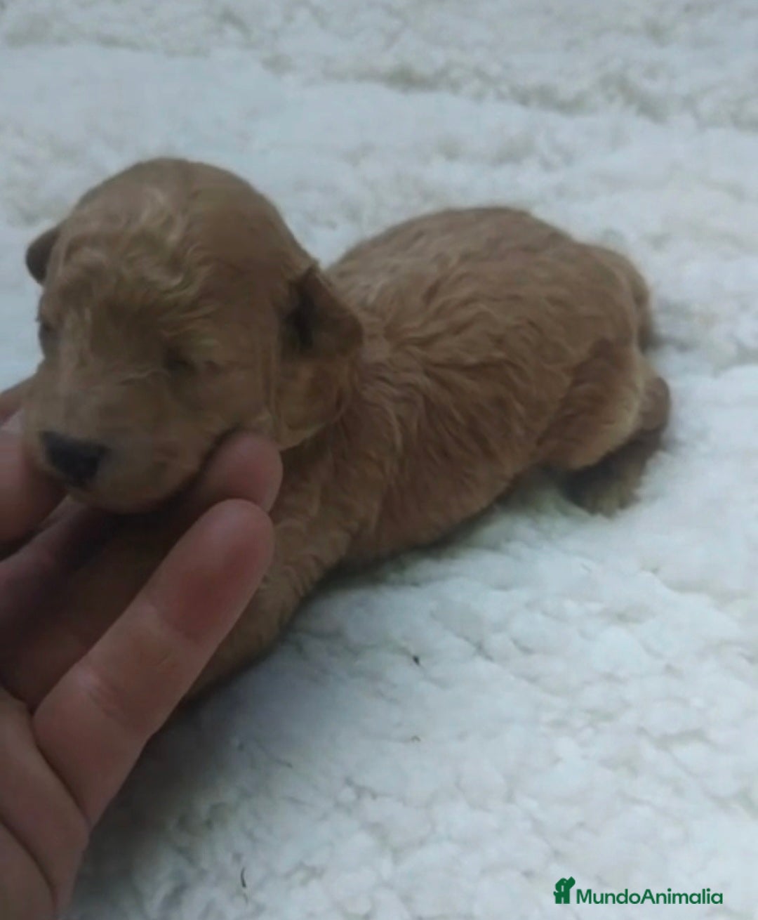 Caniche Toy Cachorro 1
