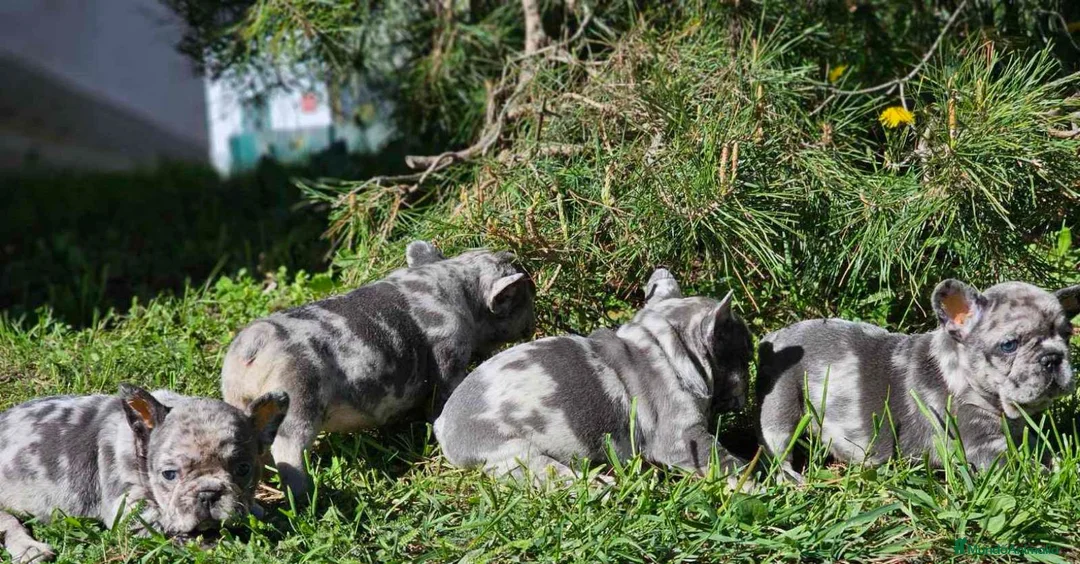 Bulldog Francés perros en venta: ‼️BULLDOG FRANCES EXÓTICOS - Anuncio 8