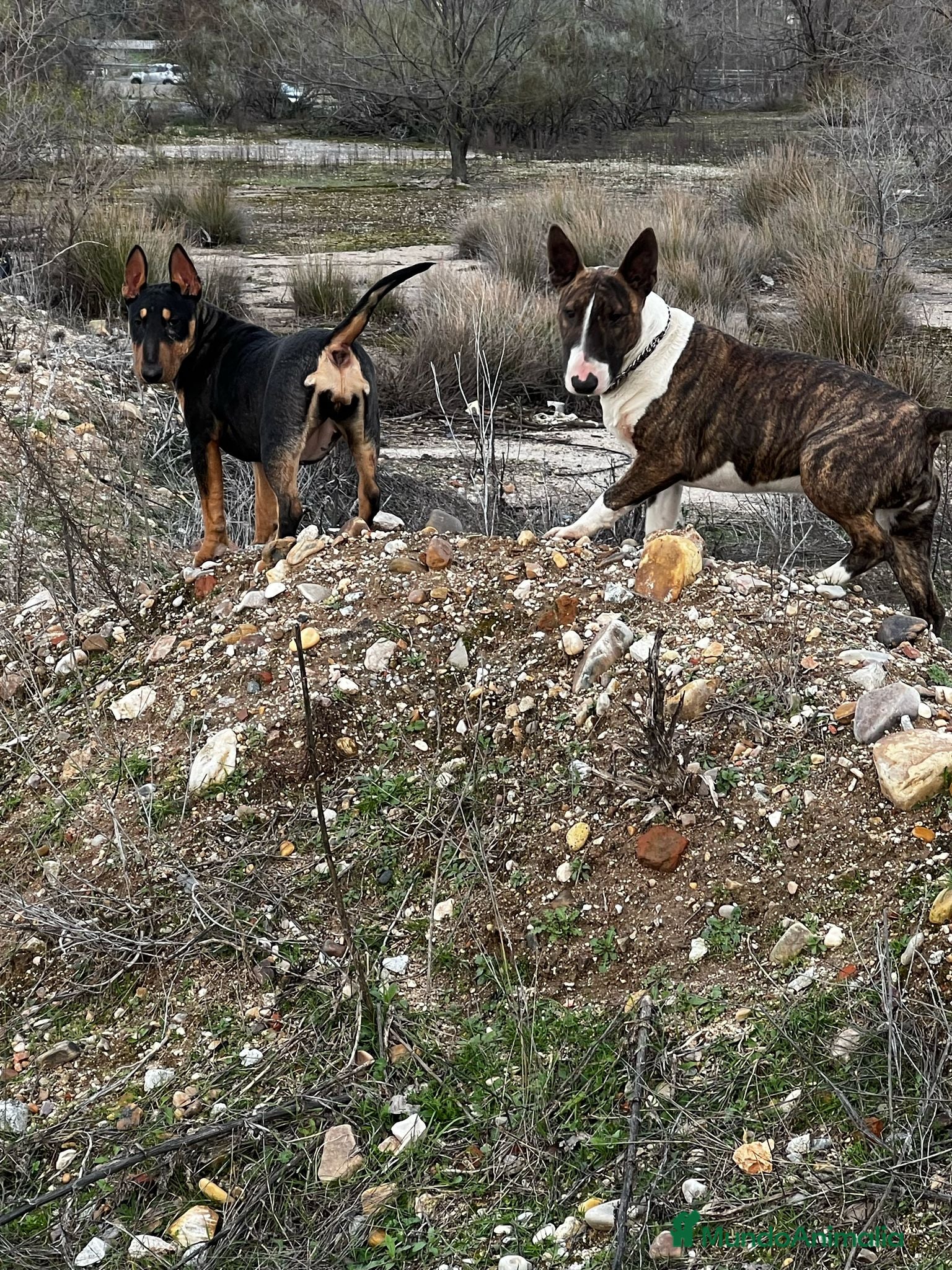 Bull Terrier Miniatura perros en venta: Bullterier mini último !! - Anuncio 4