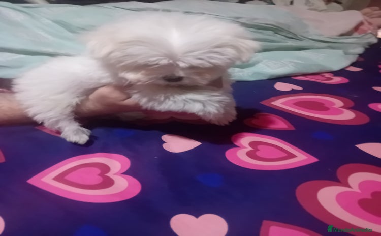 Bichón Maltés perros - Propaganda 1