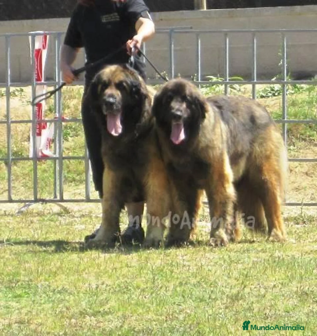 Imagen de galería {{count}}