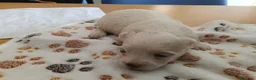 Maltipoo perros en venta: Cachorr@s maltipu - Anuncio 4