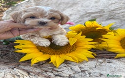 Maltipoo perros en venta: Maltipoo fotos actuales de los cachorros!! - Imagen 3
