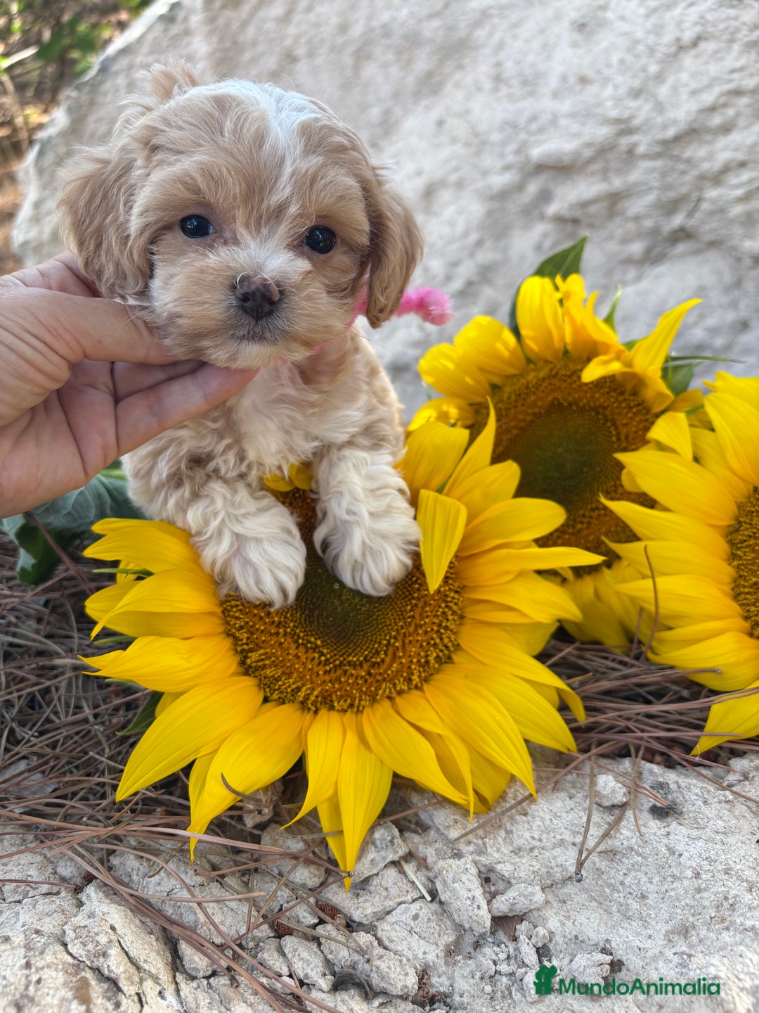 Maltipoo perros en venta: Maltipoo fotos actuales de los cachorros!! - Imagen 3