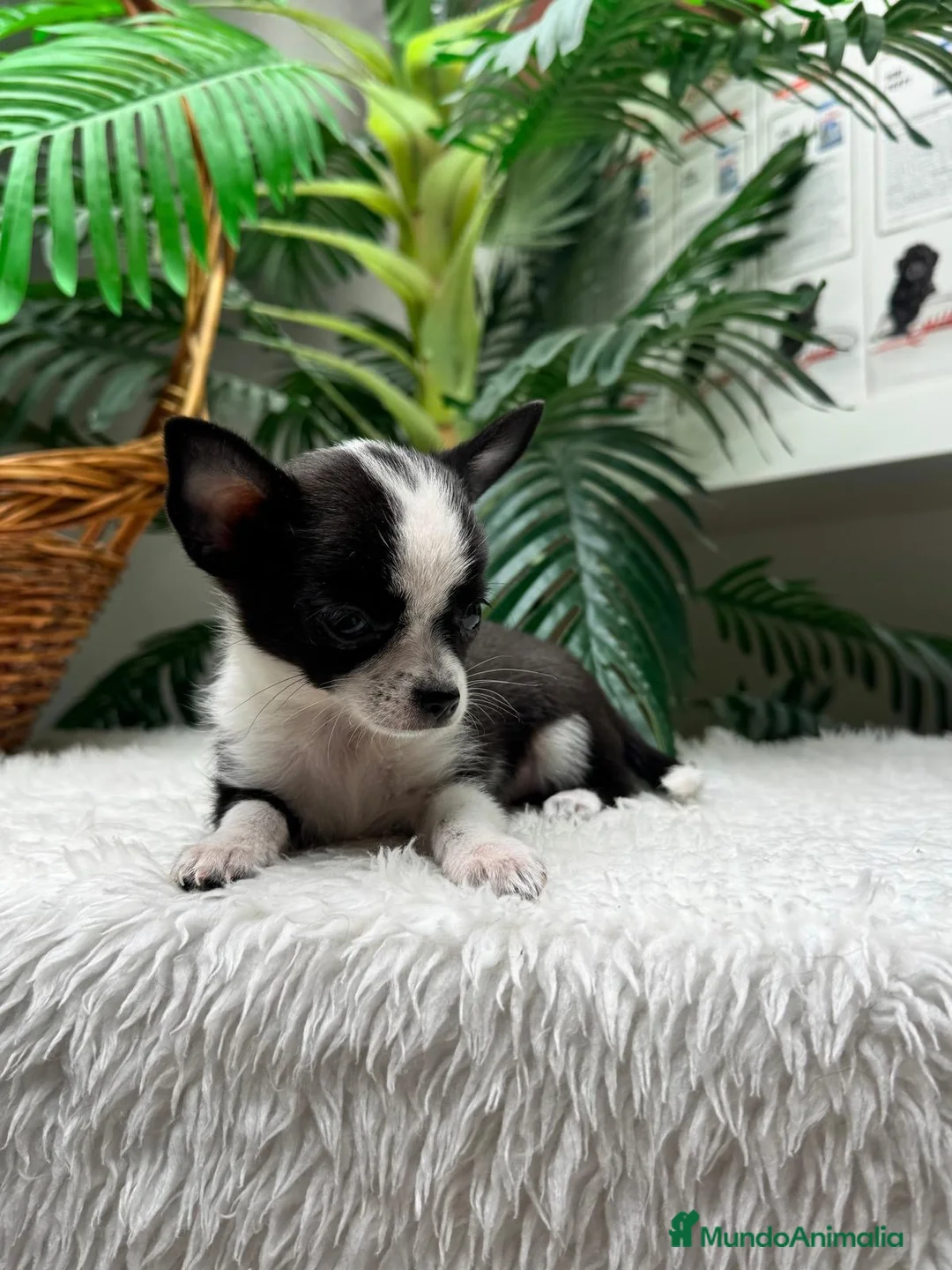Chihuahua perros en venta: CHIHUAHUA HEMBRA 🎀 - Anuncio 2