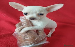 Chihuahua perros en venta: Chihuahua Mini  - Imagen 1
