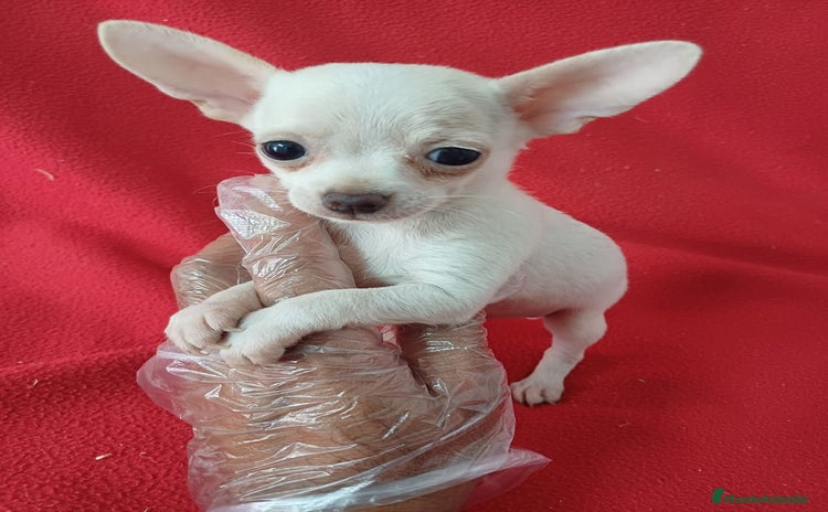 Chihuahua perros - Propaganda 1