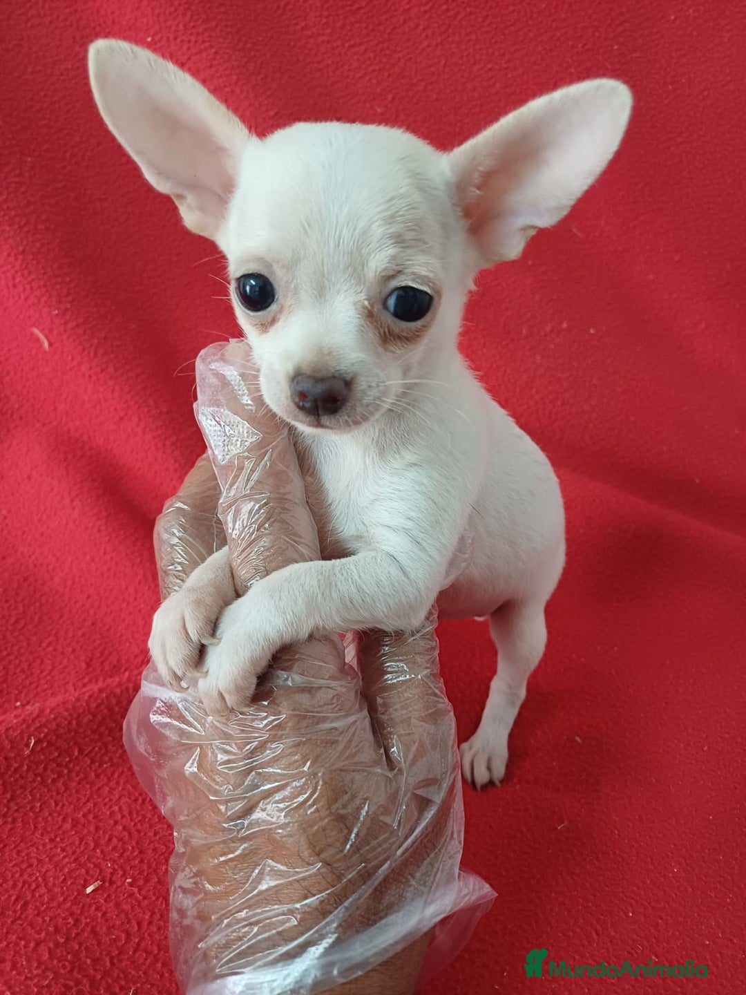 Chihuahua perros en venta: Chihuahua Mini  - Imagen 1