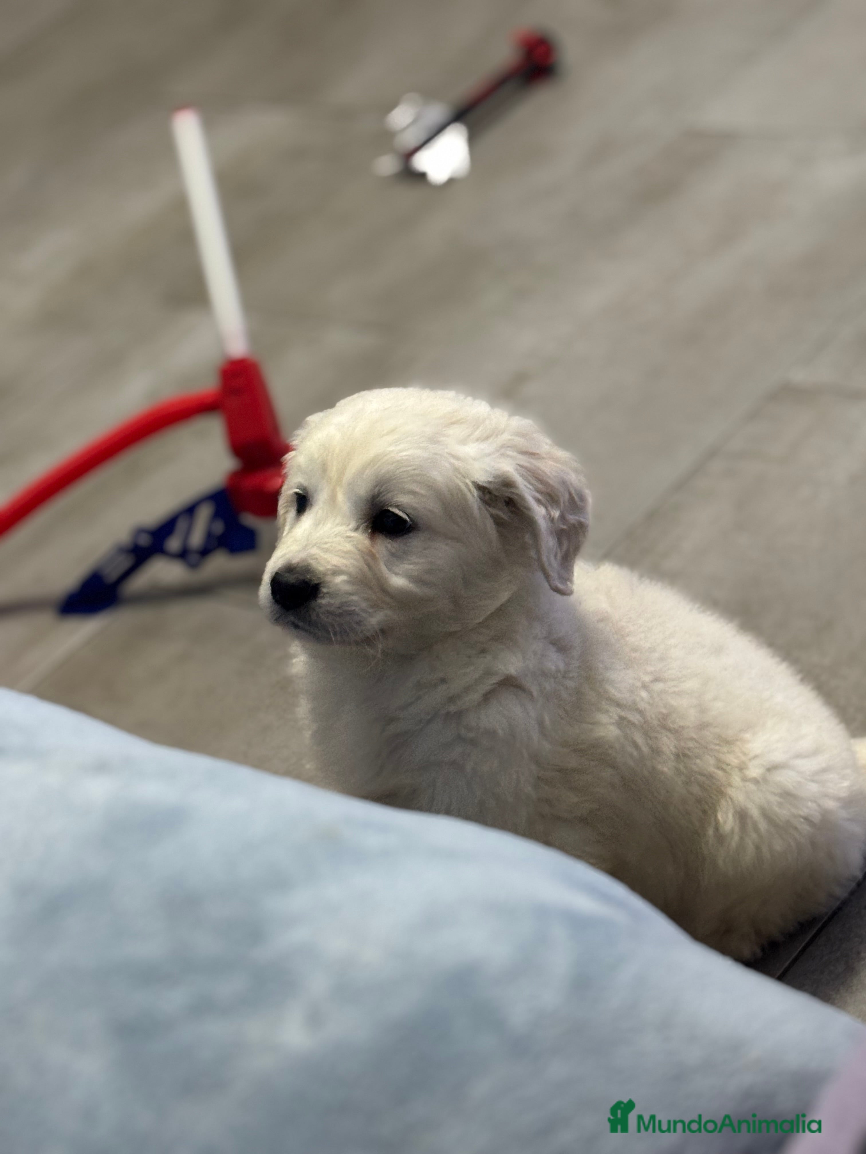 Golden Retriever perros Último golden disponible  en Alicante - Anuncio 1