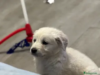 Golden Retriever perros Último golden disponible en Alicante - Anuncio 1