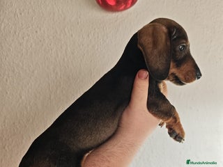 Teckel perros Último teckel pelo duro y fino - Anuncio 27