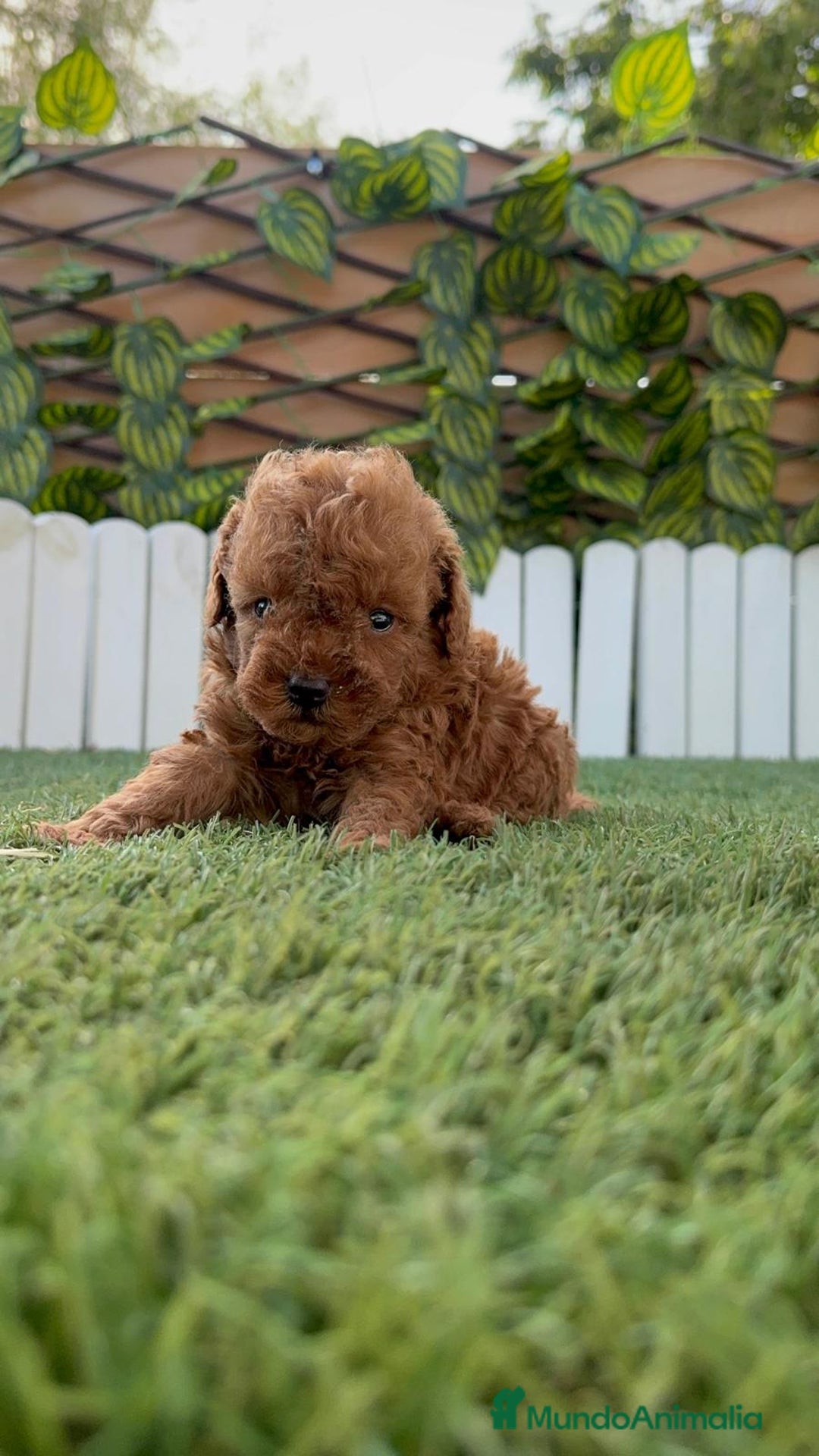 Caniche Toy perros en venta: CANICHE TOY ROJO MACHO - Imagen 7