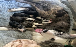 Border Collie perros en venta: BORDER COLLIE - Anuncio 10