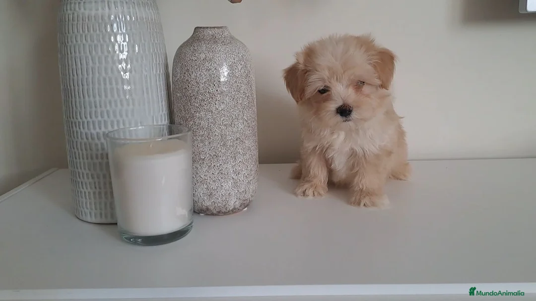 Maltipoo perros en venta: Maltipoo Toy Apricot  - Anuncio 1