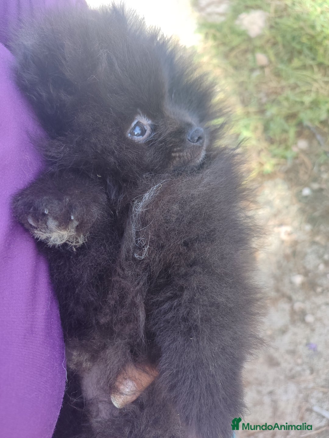 Pomerania perros en venta: Lulú de pomerania precio real. - Anuncio 1