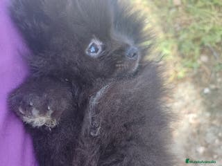 Pomerania perros Lulú de pomerania precio real. - Anuncio 32