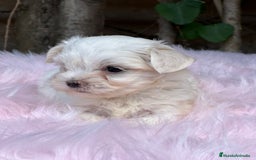 Bichón Maltés perros en venta: BICHÓN MALTES AMERICANO TOY - Imagen 9