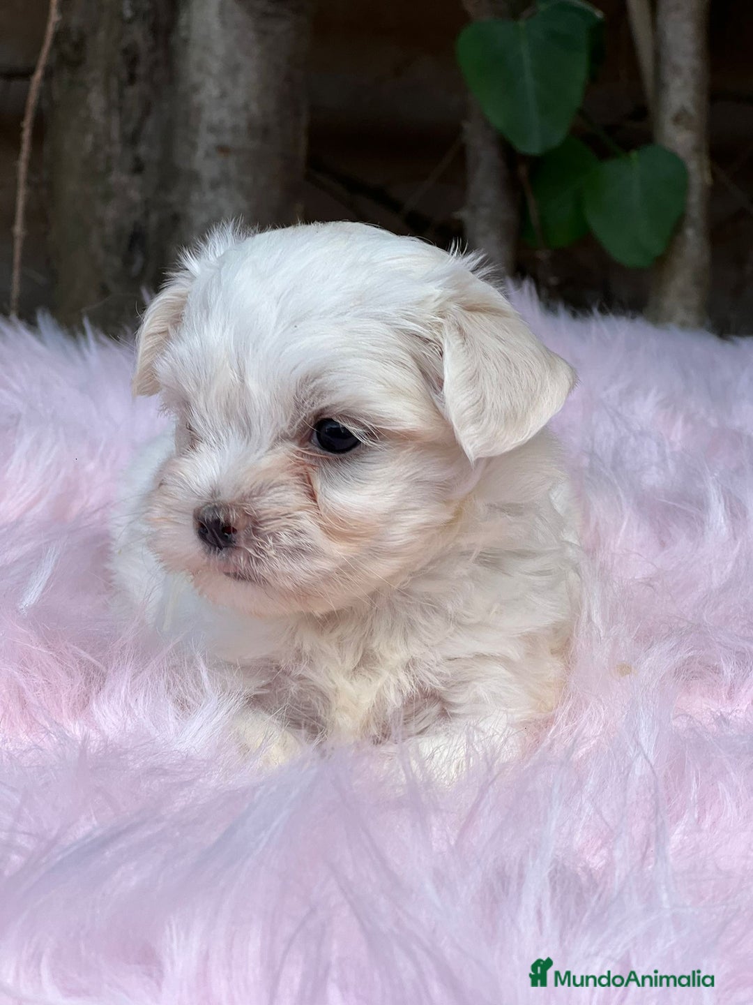 Bichón Maltés perros en venta: BICHÓN MALTES AMERICANO TOY - Imagen 9