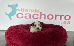 Fox Terrier de Pelo Duro perros en venta: FOX TERRIER - Imagen 1