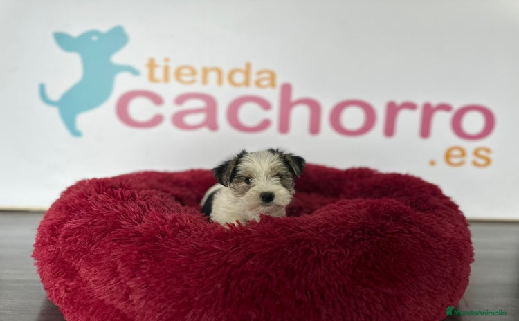 Fox Terrier de Pelo Duro perros - Propaganda 1