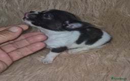 Chihuahua perros en venta: Chihuahua mini-toy ruso - Imagen 25