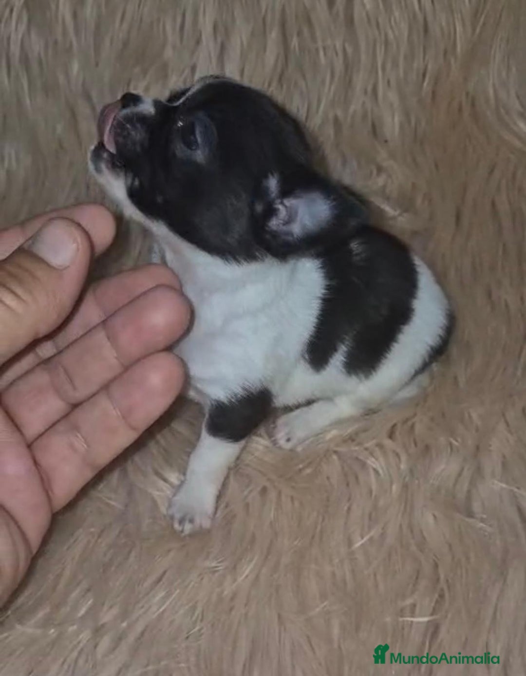 Chihuahua perros en venta: Chihuahua mini-toy ruso - Imagen 25