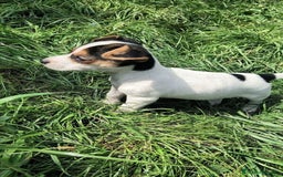 Jack Russell Terrier perros en venta: CACHORROS DE JACK RUSSELL  - Imagen 2