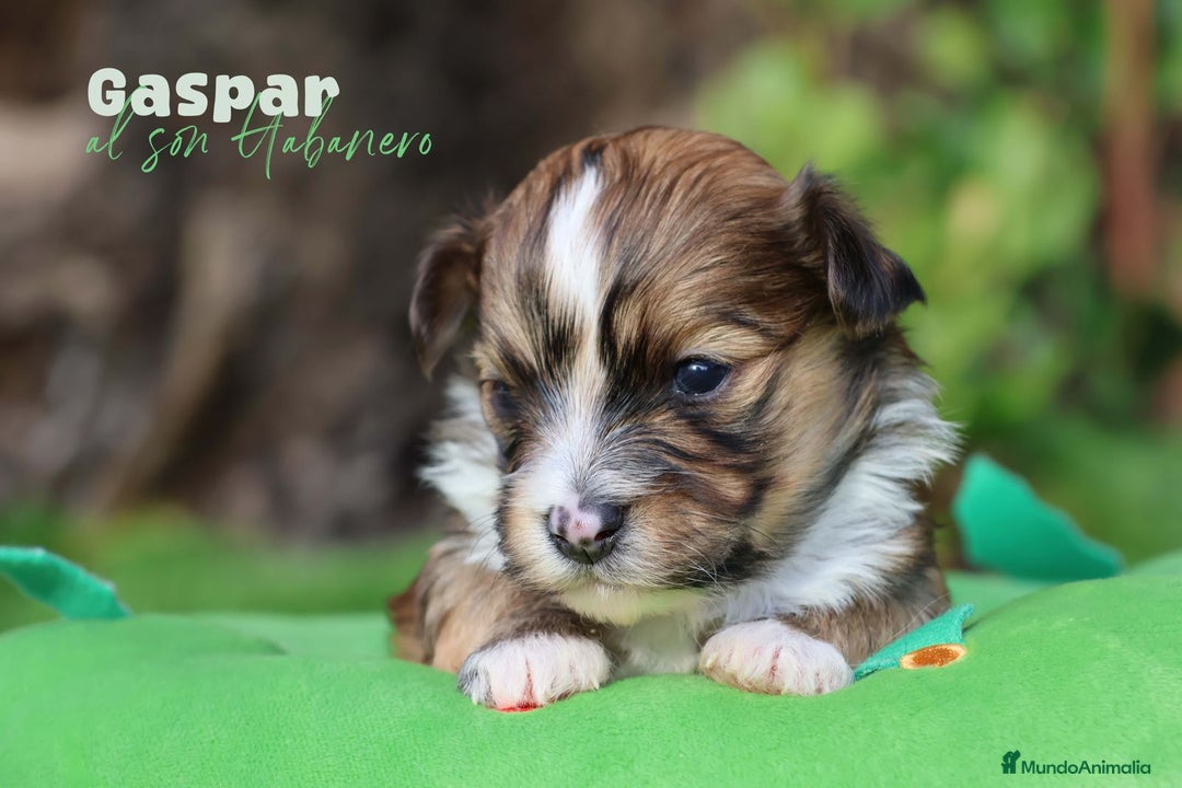 Bichón Habanero perros en venta: Camada de los Reyes Magos - Anuncio 17