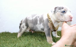 American Pit Bull Terrier perros en venta: American pitbull terrier ( pitbull diamante unico) - Imagen 3