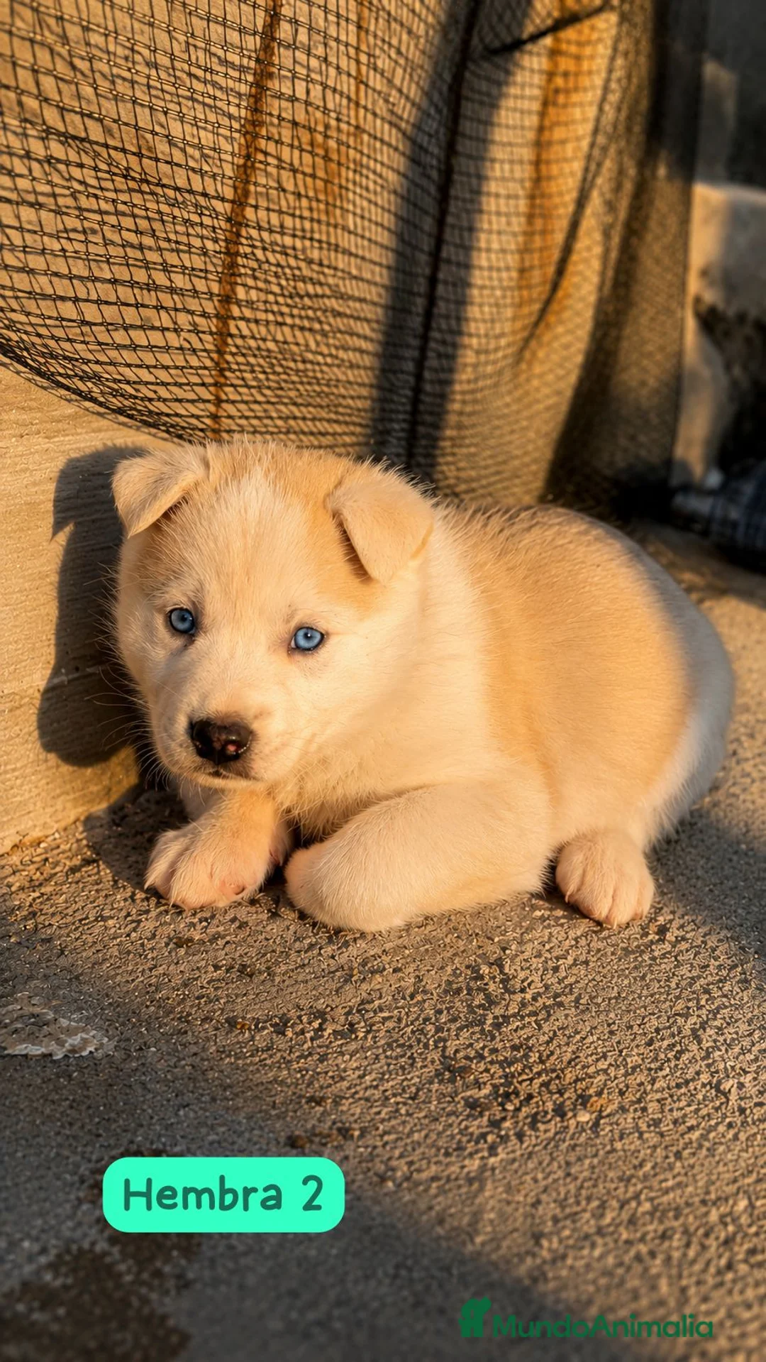 Husky Siberiano perros en venta: Bebes hembra de Husky Siberiano🌈 en Badajoz - Anuncio 3