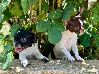 Chihuahua perros CHIHUAHUA BICOLOR DISPONIBLES - Anuncio 18