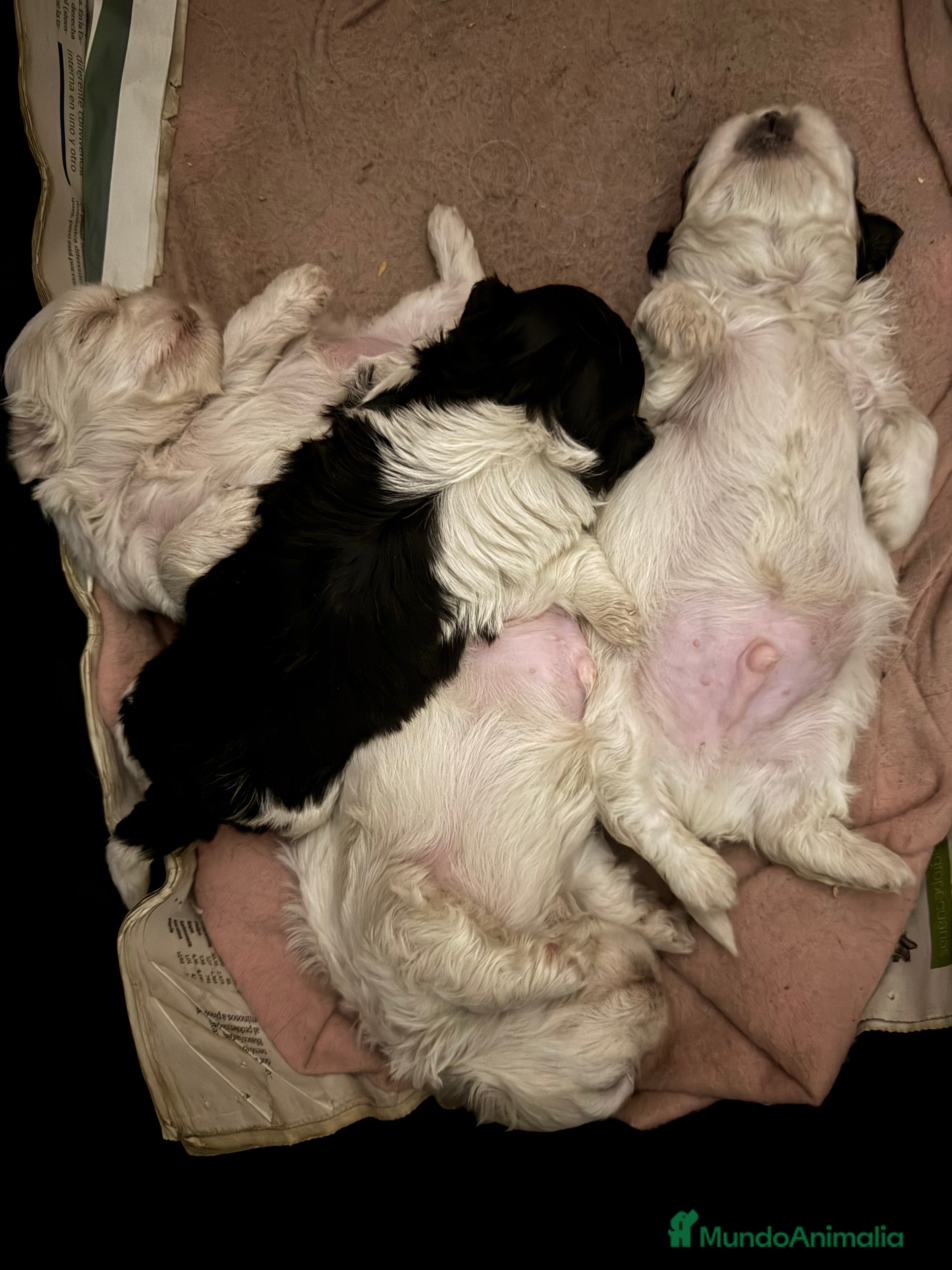 Shih Tzu perros Shihtzu disponibles  - Anuncio 1