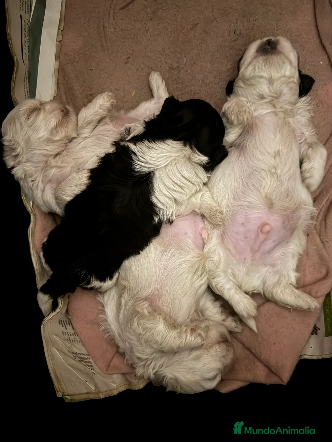 Shih Tzu perros en venta: Shihtzu disponibles  - Anuncio 1