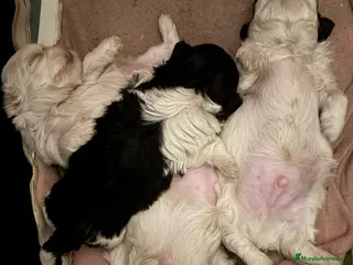 Shih Tzu perros Shihtzu disponibles - Anuncio 1