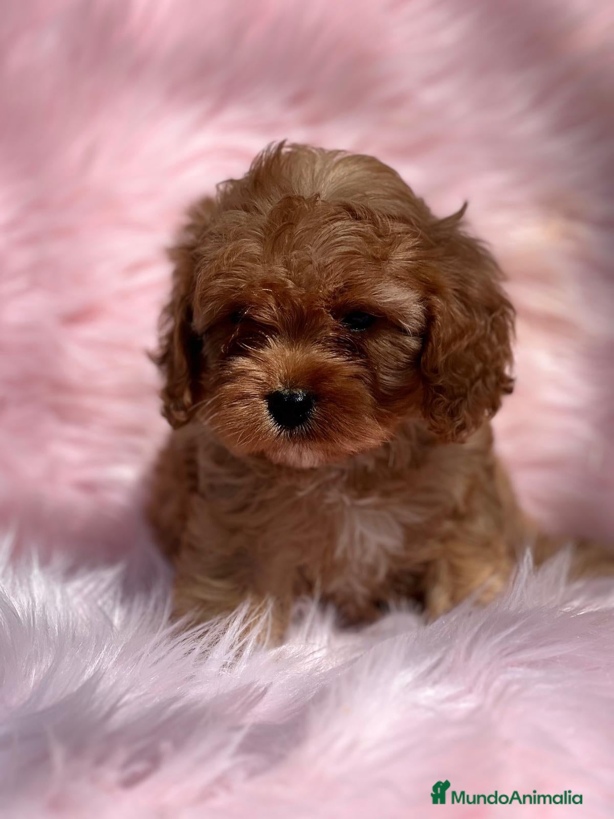 Cavapoo perros Cavapoo en Barcelona - Anuncio 2