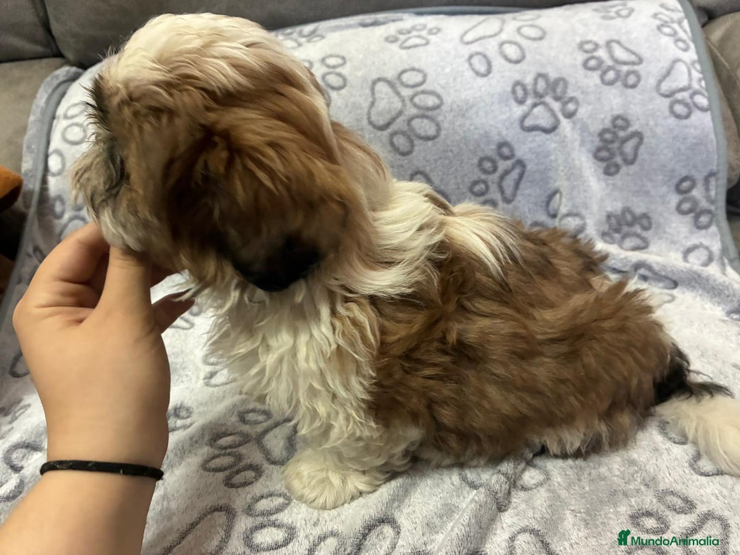 Shih Tzu perros en venta: Machitos de shihtzu - Anuncio 7