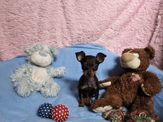 Ratón de Praga perros Ratón de Praga super mini en Barcelona - Anuncio 4