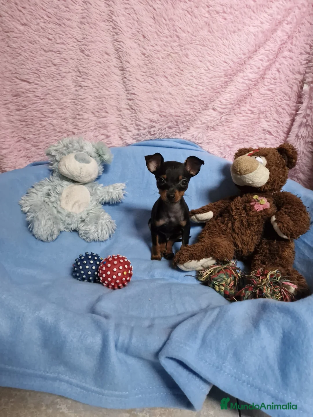 Ratón de Praga perros en venta: Ratón de Praga super mini en Barcelona - Anuncio 1