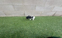 Chihuahua perros en venta: Chihuahua micro toy - Imagen 16