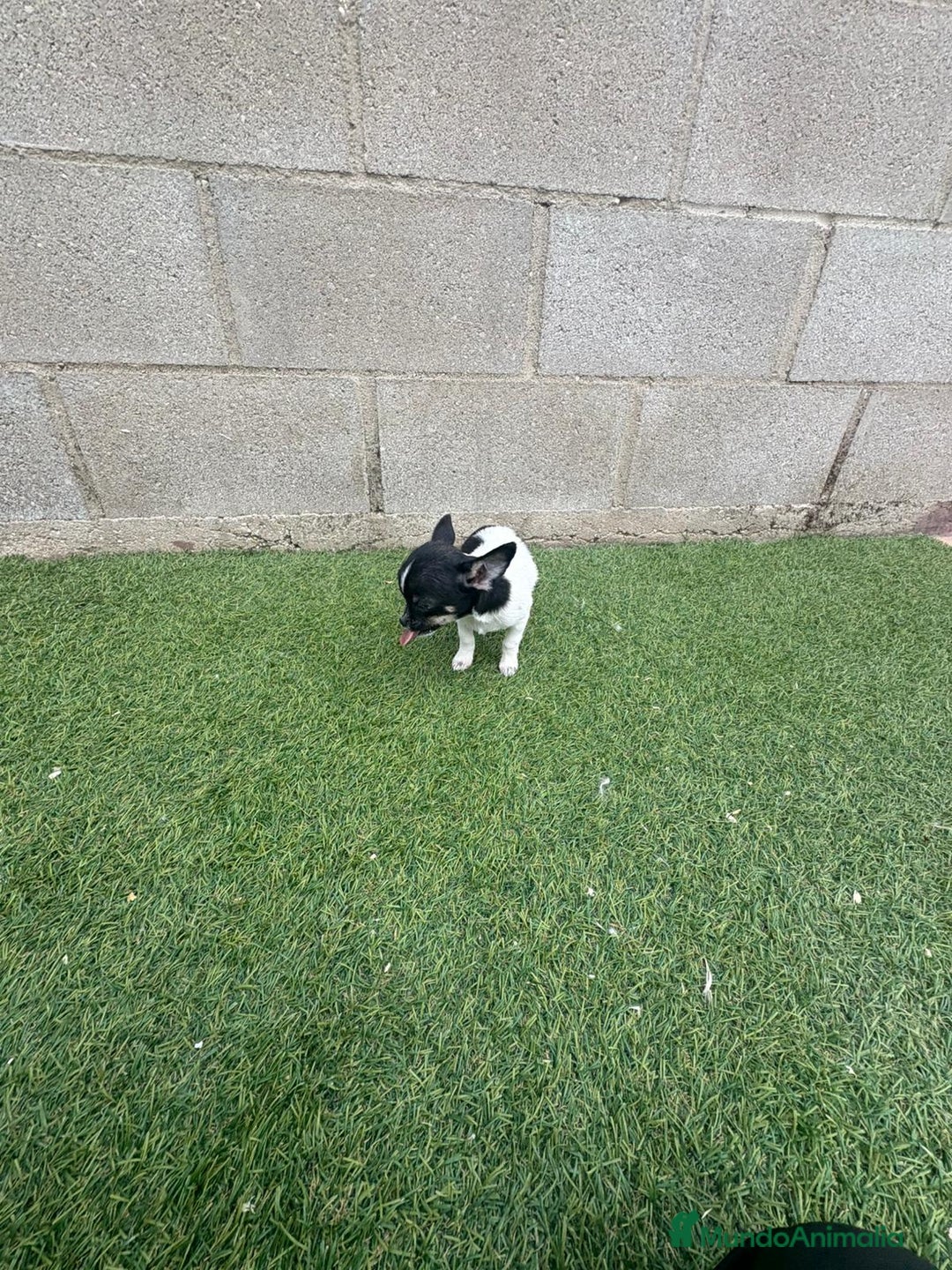 Chihuahua perros en venta: Chihuahua micro toy - Imagen 16