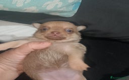 Chihuahua perros en venta: Preciosa camada de chihuahua a 600€ - Imagen 5