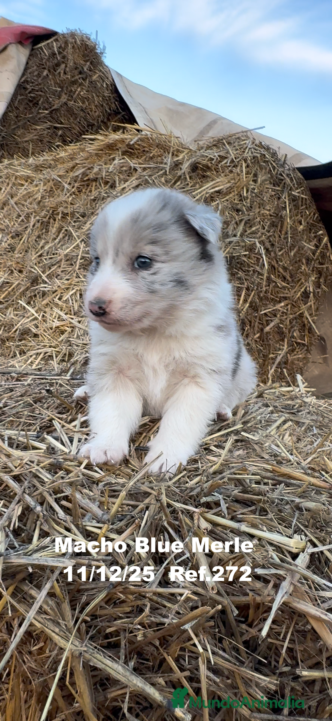 Border Collie perros en venta: Border Collie - Anuncio 14