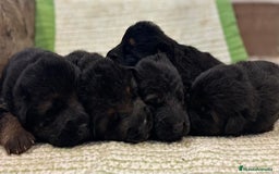 Pastor Alemán perros en venta: Espectacular cachorro de pastor alemán  - Imagen 7