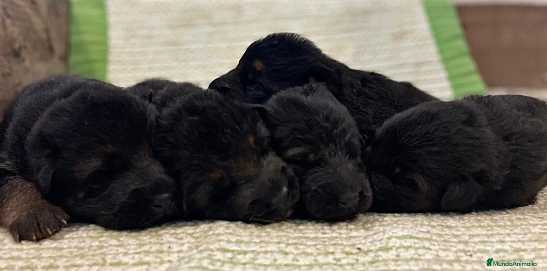 Pastor Alemán perros en venta: Espectacular cachorro de pastor alemán  - Imagen 7