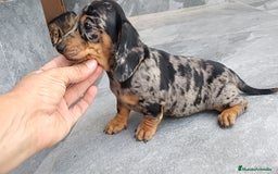 Teckel Miniatura perros en venta: Teckel mini  - Imagen 3
