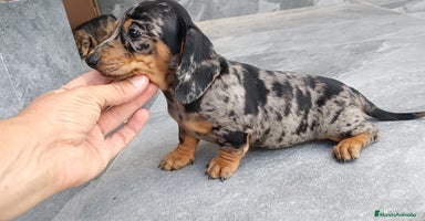 Teckel Miniatura perros - Anuncio 1