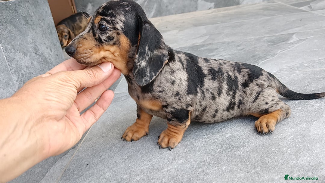 Teckel Miniatura perros en venta: Teckel mini  - Imagen 3